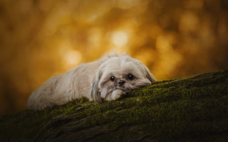 Small white dog mossy hill - hillside free wallpaper for desktop