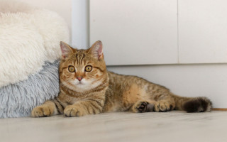 Cat stuffed animal door illusion - a white door free wallpaper