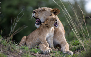 Lion cubs grassy hill mouth - larger free wallpaper