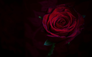 Red rose black background green 2 - a red rose free wallpaper