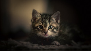Small kitten blue eyes sad - artur tarnowski free wallpaper