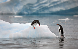 Penguins iceberg glacier arctic ocean - an iceberg free wallpaper