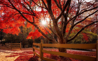 Autumn fence leaves tree sunset - a bright sun free wallpaper