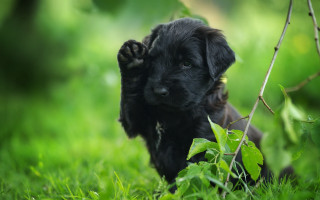 Black puppy running grass leaves - a green bush free wallpaper