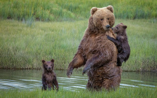 Bear cubs water grass field - a bear free wallpaper