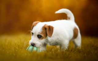 White brown dog green ball - a green ball free wallpaper
