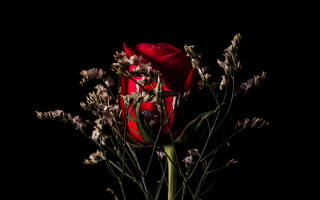 Red rose vase flower black - studio photography free wallpaper
