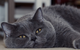 Gray cat wide eyed photorealistic - a gray cat free wallpaper