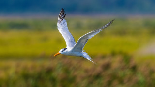 White bird flying green field - animal photography free wallpaper