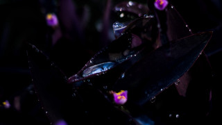 Purple flower water droplets dark - dark color free wallpaper