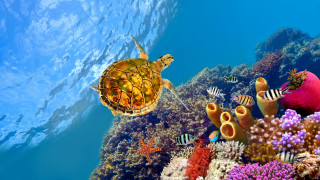 Turtle colorful coral reef fish - the water below free wallpaper