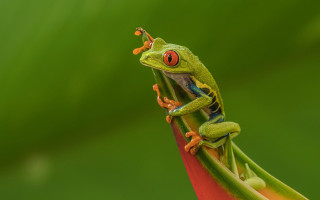 Frog flower stem tongue open - a frog free wallpaper