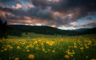 Yellow flower field cloudy sky 4 - the background and a mountain in the distance free wallpaper