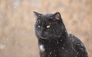 Black cat yellow eyes snow 2 - a black cat free wallpaper