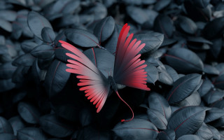 Red butterfly leaves black ground - top of a pile free wallpaper