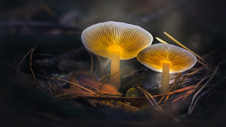 Mushrooms glowing woods macro night - macro photography free wallpaper