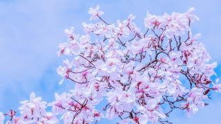 Pink flower tree blue sky 3 - soft color free wallpaper