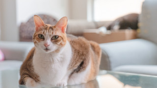 Cat glass table living room - chizuko yoshida free wallpaper