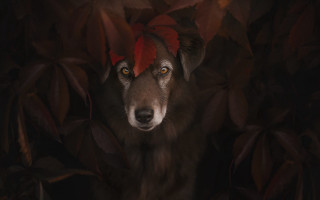 Dog redhat leaves dark artphotography - in the dark free wallpaper