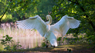 White bird wings water nature - the background and grass free wallpaper