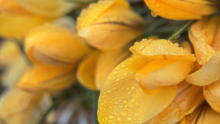 Yellow flowers water droplets macro - constance copeman free wallpaper