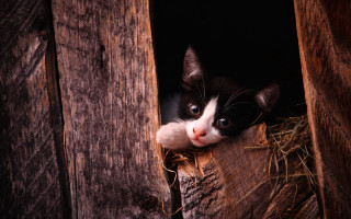 Black white cat window hay - mouth free wallpaper