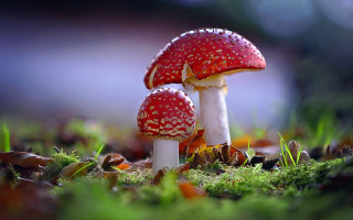 Mushrooms grass christmas strawberry macro - two mushroom free wallpaper