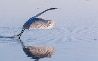 Bird flying wings spread water - over the water free wallpaper