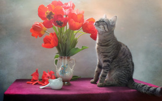 Cat vase flowers teapot stilllife - a teapot free wallpaper
