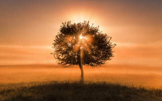 Tree sunrise foggy sky autumn - the fog free wallpaper