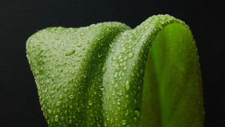 Green plant water droplets macro 19 - a green plant free wallpaper