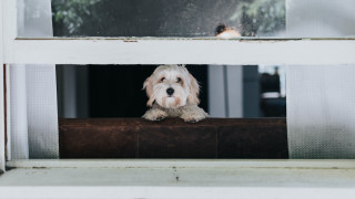 Dog sitting window sill arts - the window sill free wallpaper