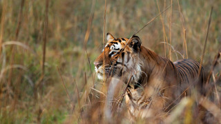 Tiger walking tall grass wildlife 2 - a tiger free wallpaper