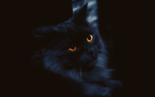 Black cat glowing eyes chair - darkness free wallpaper