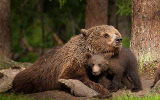 Mother bear cub hugging woods - carl hoppe free wallpaper