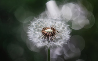 Dandelion blurry background impressionism bokeh - bokeh free wallpaper