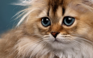 Cat blue eyes closeup photorealistic - eye free wallpaper for desktop