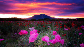 Flower field mountain sunset pink - a pink sky free wallpaper for desktop