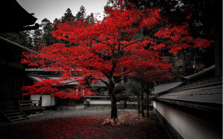 Red tree courtyard staircase architecture - autumn free wallpaper