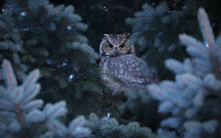Owl tree snow nature night - an owl free wallpaper
