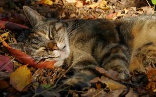 Sleeping cat leaf autumn blurry - a leaf free wallpaper
