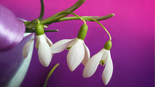 White flowers vase purple background - anne geddes free wallpaper