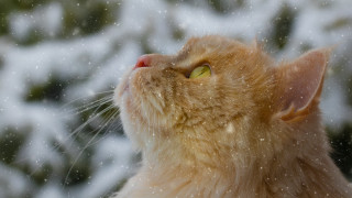 Cat snow falling head astronaut - face and head free wallpaper