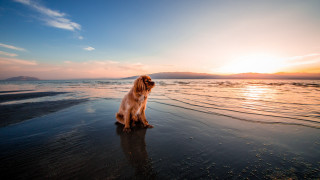 Dog beach sunset reflection elkevogelsang - the background and the water free wallpaper