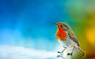 Bird reflection water colorful background - a surface free wallpaper