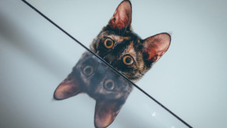 Cat reflection glass illusion symmetrical - symmetrical eye free wallpaper