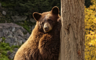 Brown bear forest autumn leaves - a tree in a forest free wallpaper