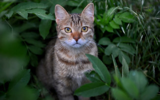 Sad cat in grass blue - optical free wallpaper