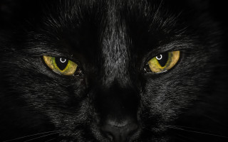 Black cat yellow eyes gothic 26 - a black cat free wallpaper