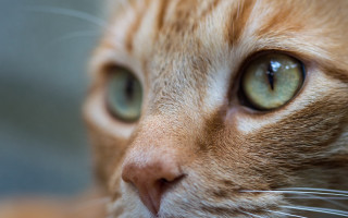 Cat green eyes whiskers macro - a close up of a cats face free wallpaper